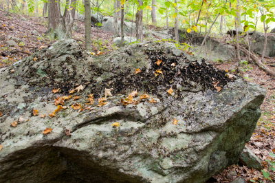 Stuff on rock