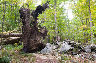 Big Tree Down!