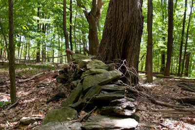 One of many stone walls