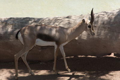 _D712588.jpg