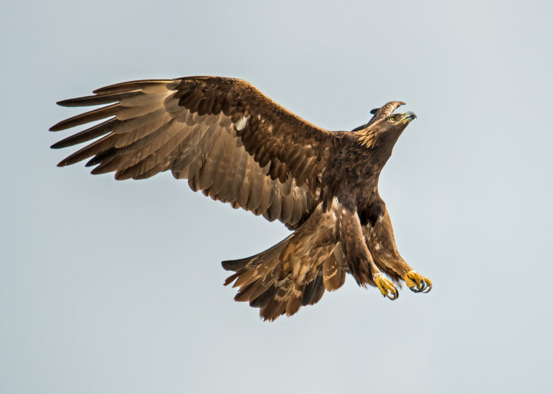 golden eagle