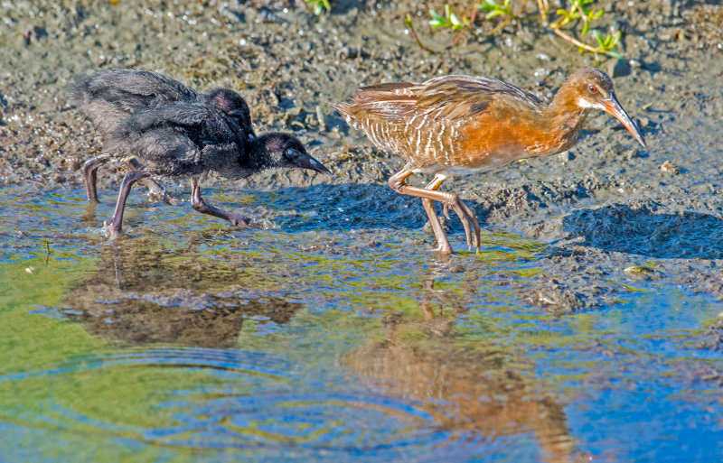 clapper rail with chicks