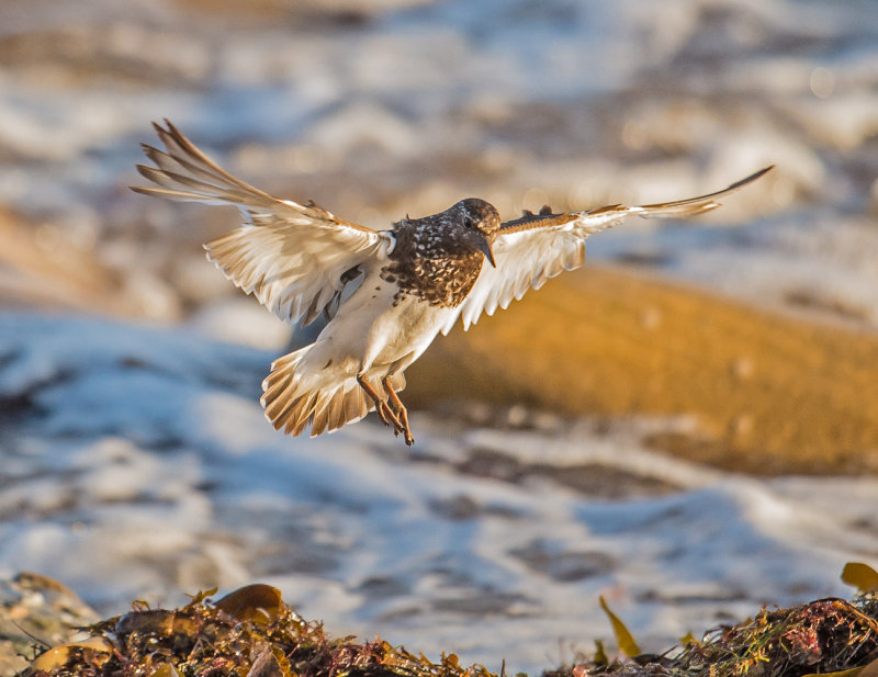 black turnstone
