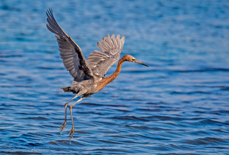 reddish egret