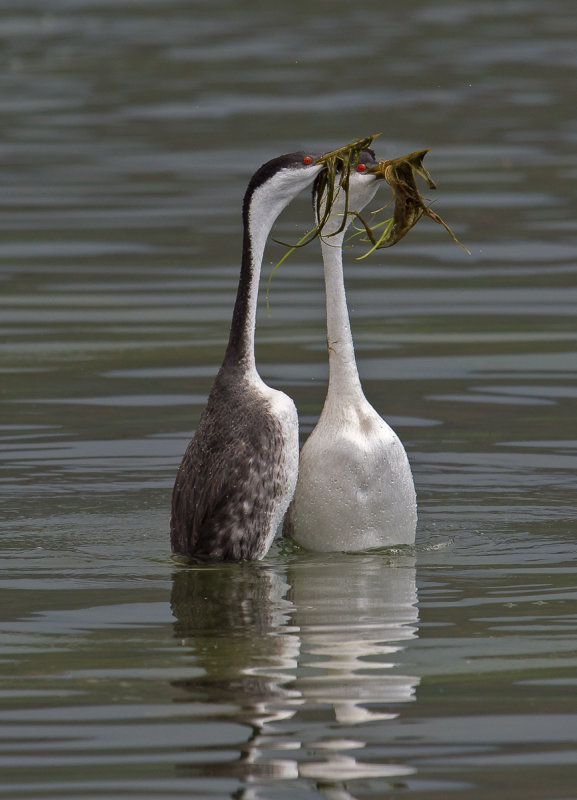 western grebes weed ceremony