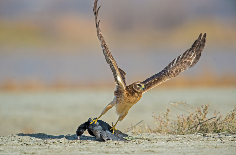 harrier and the coot