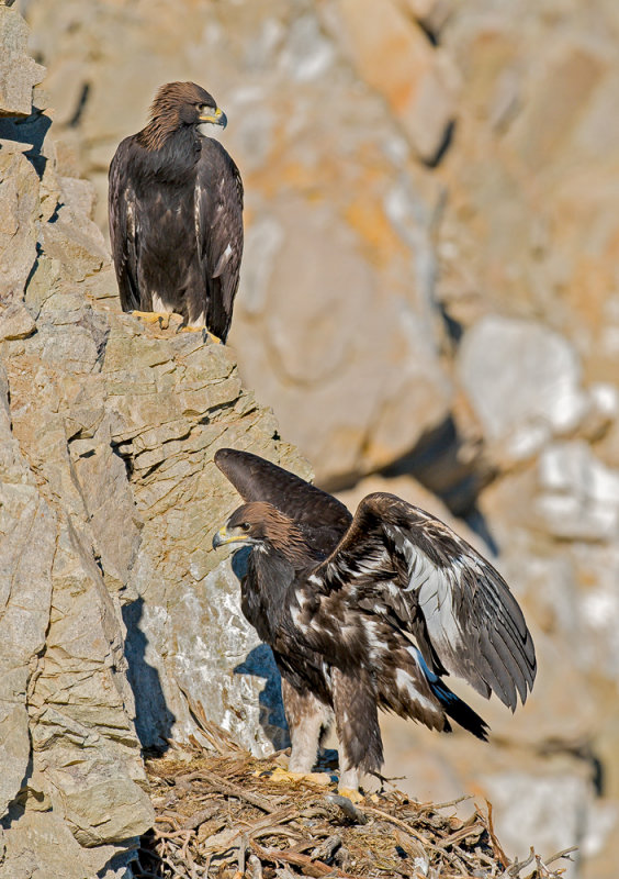 Golden eagle chicks