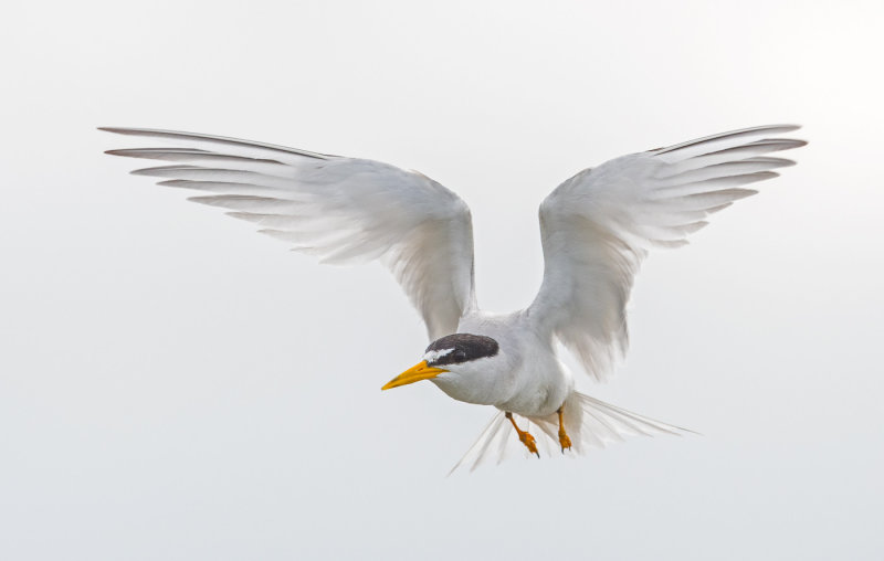 least tern