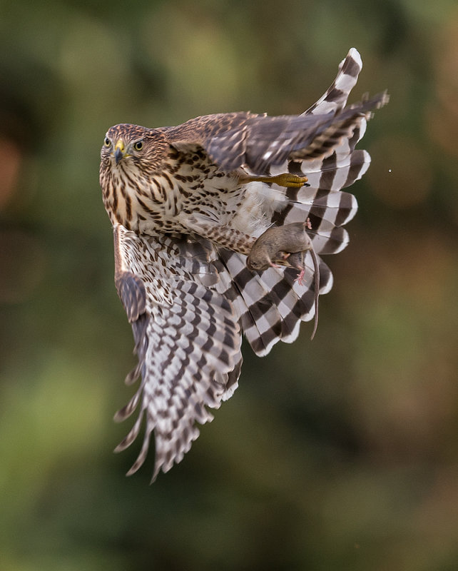 cooper hawk and mouse