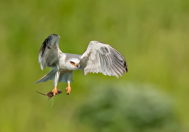 white tailed kite and vole