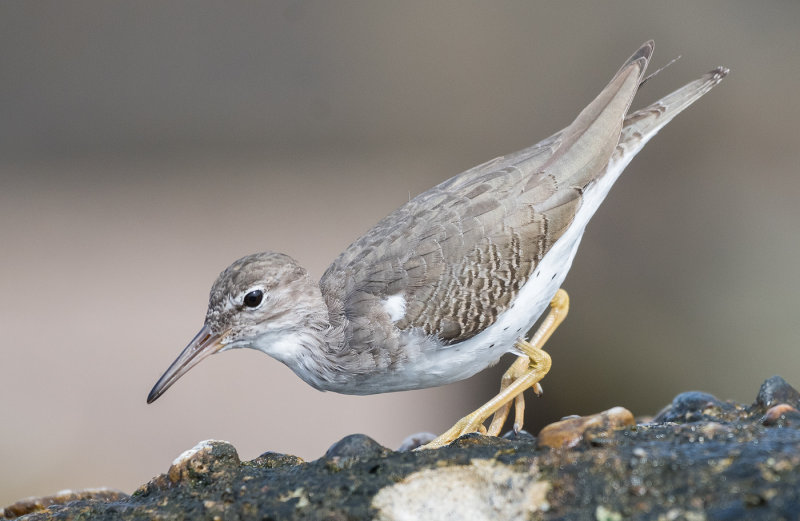 spotted sandpiper