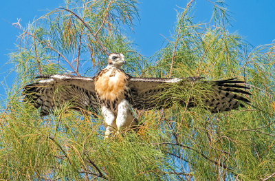 redtail ready for flight