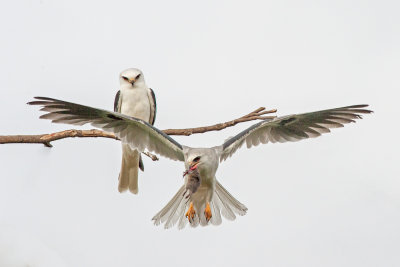 kites - mating pair