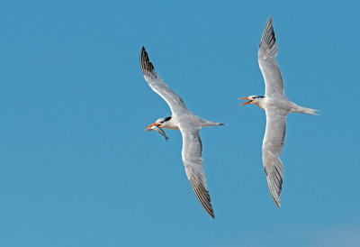 royal terns