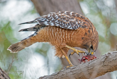 red shouldered hawk and crayfish