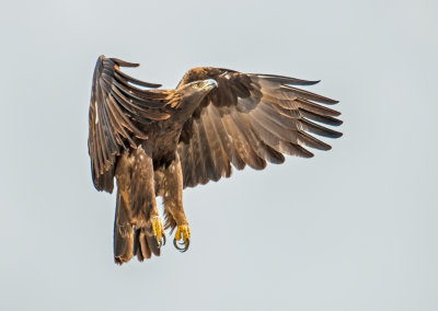 golden eagle