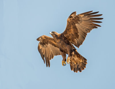 golden eagle