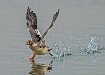 Red breasted merganser