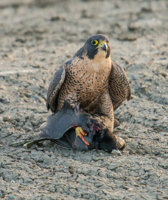 peregrine and coot
