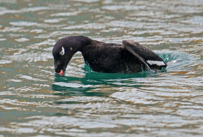 white winged scoter