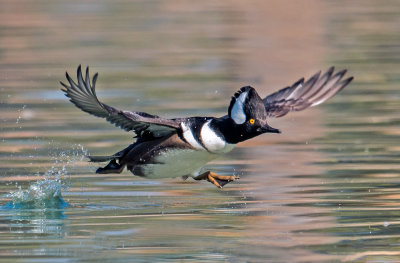 hooded merganser