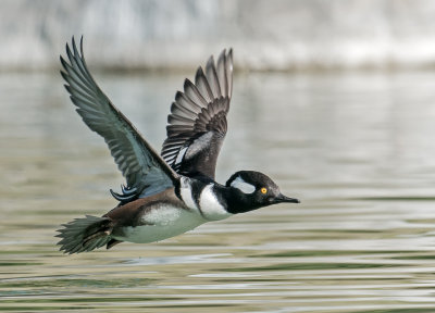 hooded merganser