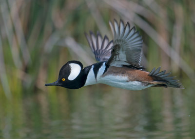 hooded merganser