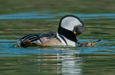 hooded mergansers, mating