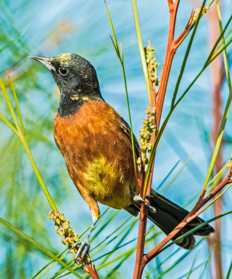 Orchard oriole