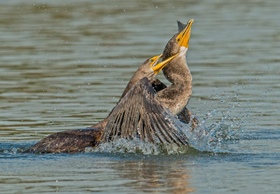 cormorant action