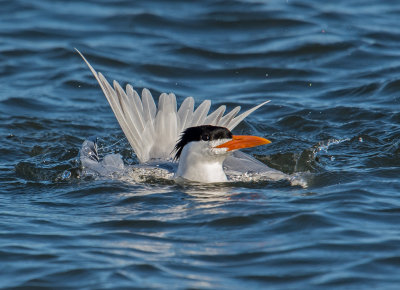 royal tern alternate plumage
