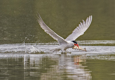 caspian tern and trout