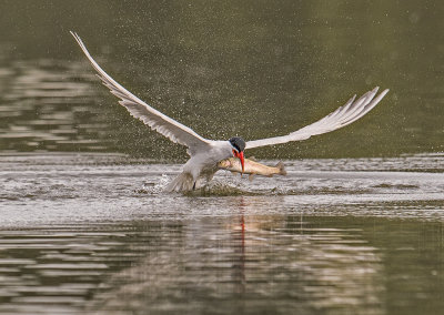 caspian tern and trout