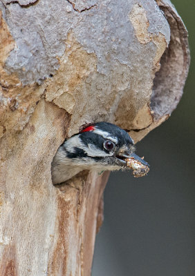 downy woodpecker