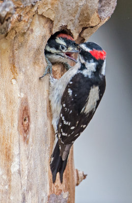 downy woodpecker nest