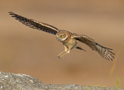 burrowing owl