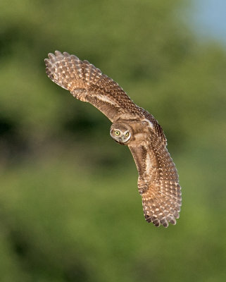 burrowing owl