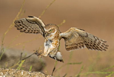 burrowing owl