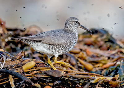 wandering tattler