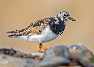 ruddy turnstone