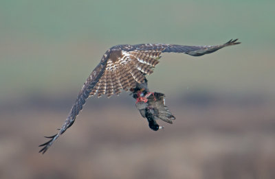 redtail(juvie) and the coot