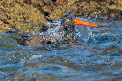 oystercather bathing