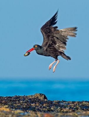 oystercatcher