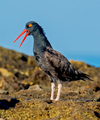 black oystercatcher