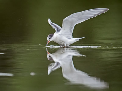 common_terns