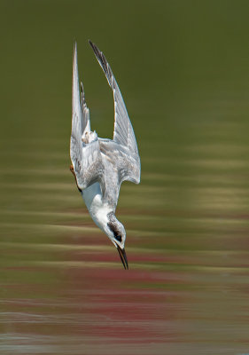 forster tern dive