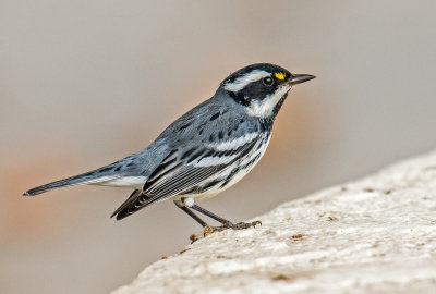 black throated gray warbler