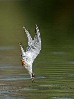 forster tern dive