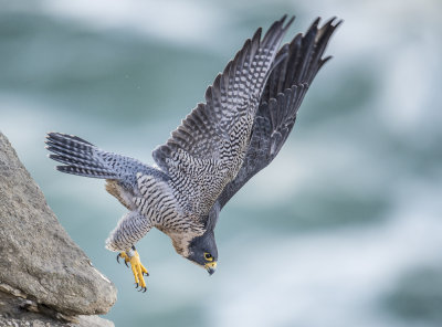 peregrine falcon (female)