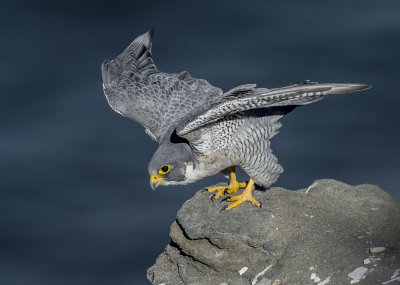 peregrine falcon (female)